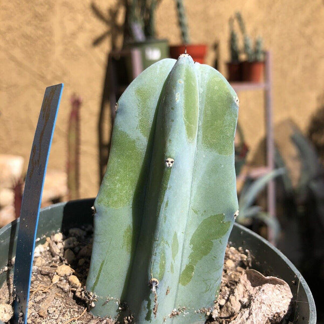 20 Myrtillocactus Geometrizans Seeds - Seed World