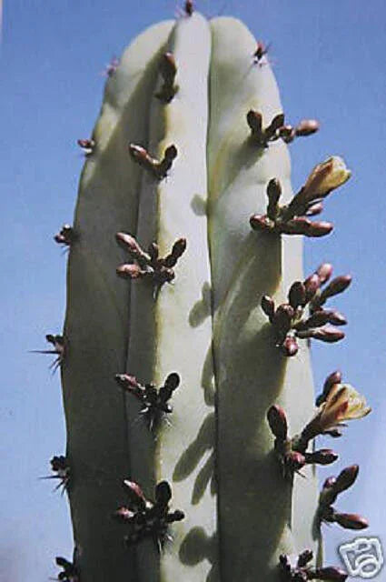 20 Myrtillocactus Geometrizans Seeds - Seed World