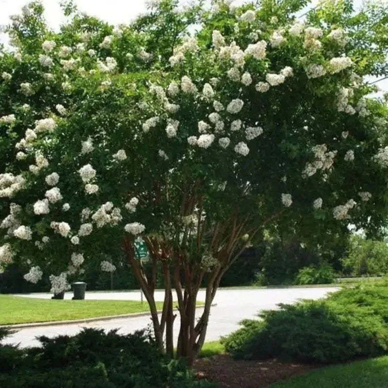 20 Natchez Crape Myrtle Seeds - Seed World