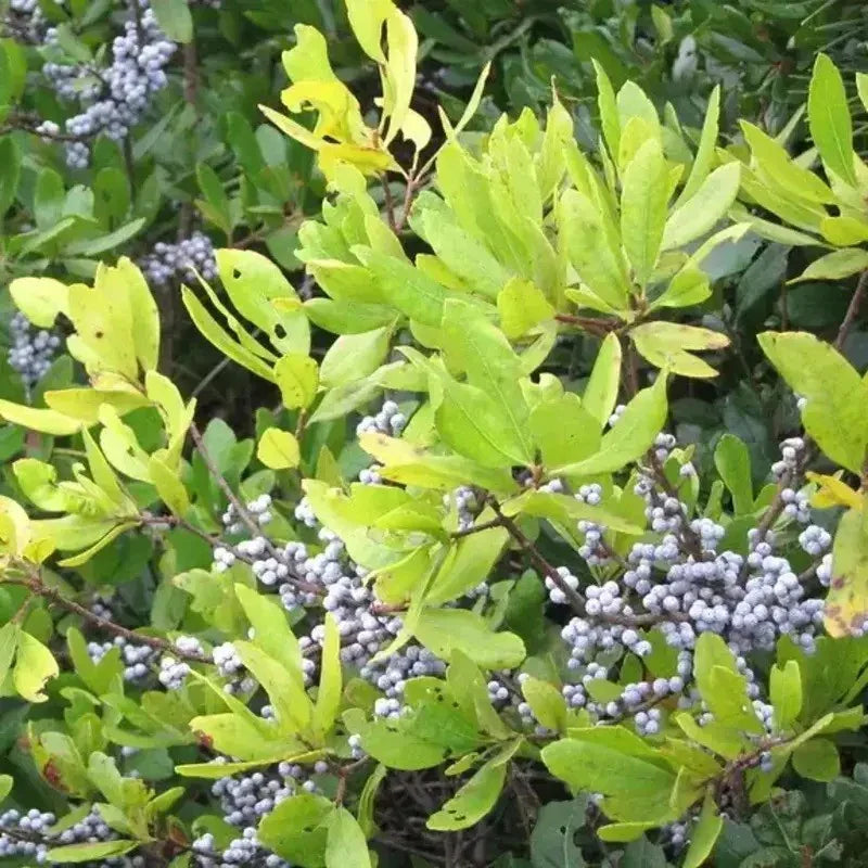 20 Northern Bayberry (Myrica Pensylvanica) Seeds - Seed World