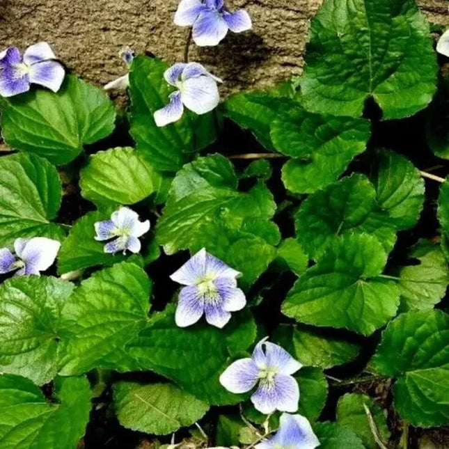 20 Organic Common Blue Violet Seeds - Seed World
