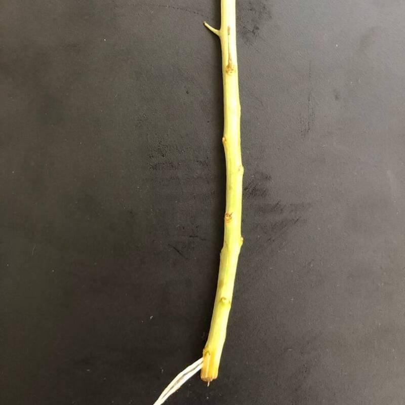 20 Organic Goji Leaves Cuttings for Planting - Seed World