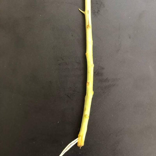 20 Organic Goji Leaves Cuttings for Planting - Seed World