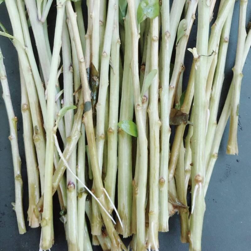 20 Organic Goji Leaves Cuttings for Planting - Seed World