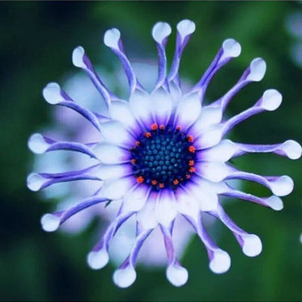 20 Rare Blue Daisy Flower Plants Seeds - Seed World