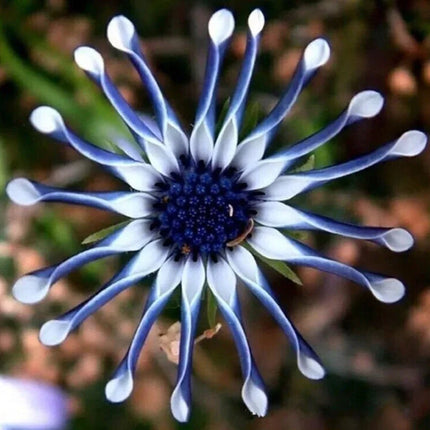 20 Rare Blue Daisy Flower Plants Seeds - Seed World