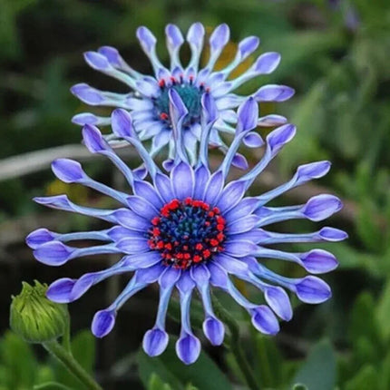 20 Rare Blue Daisy Flower Plants Seeds - Seed World