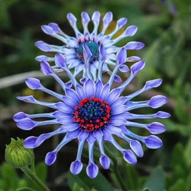 20 Rare Blue Daisy Flower Plants Seeds - Seed World