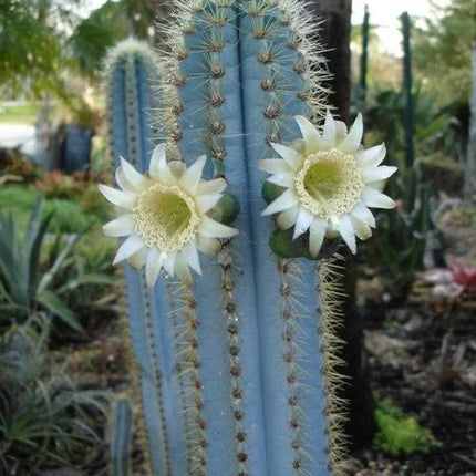 20 Rare Pilosocereus Purpureus Cactus Seeds - Seed World