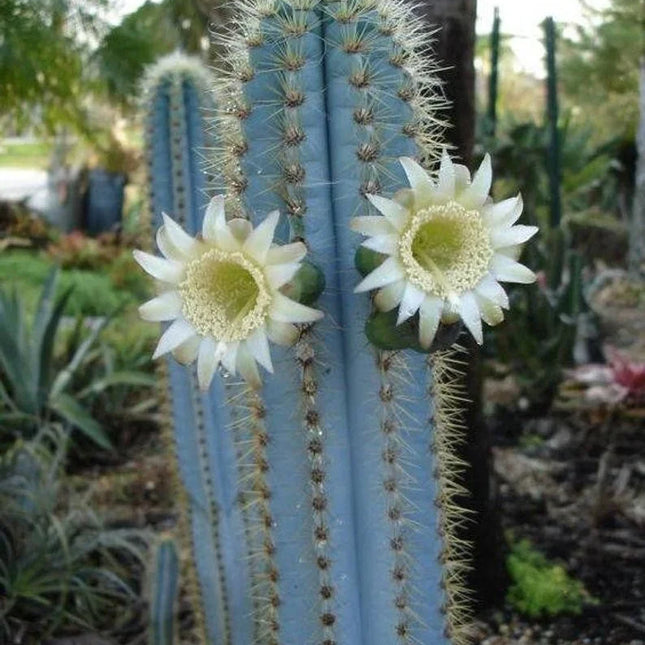 20 Rare Pilosocereus Purpureus Cactus Seeds - Seed World
