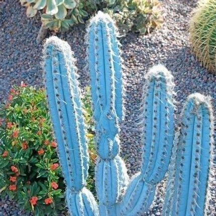 20 Rare Pilosocereus Purpureus Cactus Seeds - Seed World