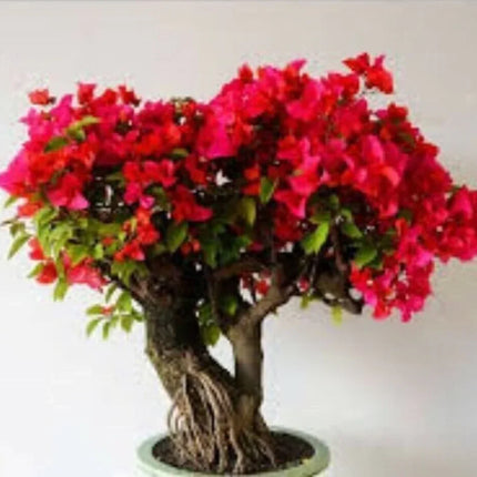 Bonsai tree with vibrant pink flowers on a white background