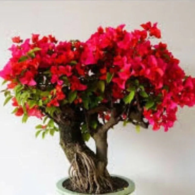 Bonsai tree with vibrant pink flowers on a white background
