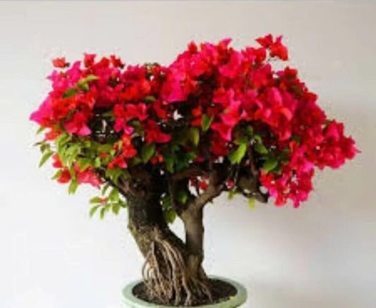 20 Red Bougainvillea Spectabilis Seeds - Seed World