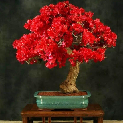 Bonsai tree with red flowers in a pot on a dark background