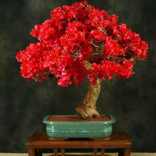 Bonsai tree with red flowers in a pot on a dark background