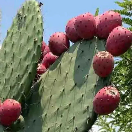 Cactus with red fruit against a clear blue sky