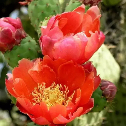 Close-up of a vibrant red cactus flower with green leaves in the background