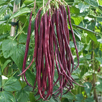 20 Red Yard Long Bean Seeds – Red Noodle (Vigna unguiculata) Non-GMO Heirloom - Seed World