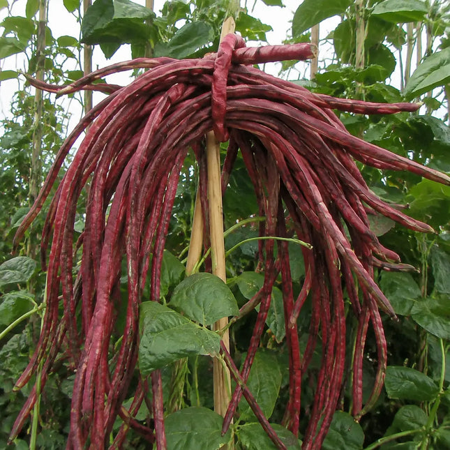 20 Red Yard Long Bean Seeds – Red Noodle - Variant 1 - Seed World