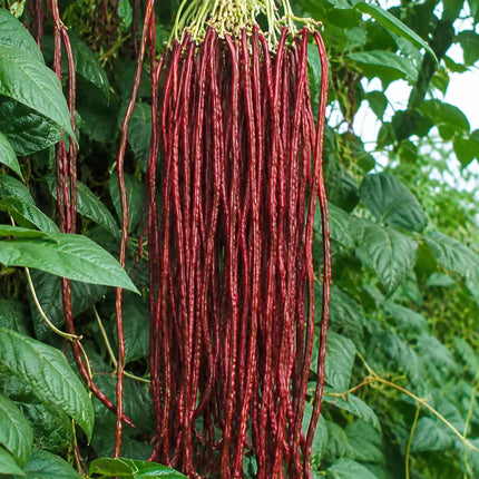 20 Red Yard Long Bean Seeds – Red Noodle - Variant 3 - Seed World