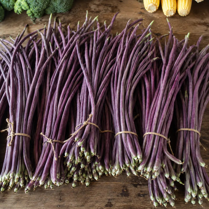 20 Red Yard Long Bean Seeds – Red Noodle - Variant 4 - Seed World