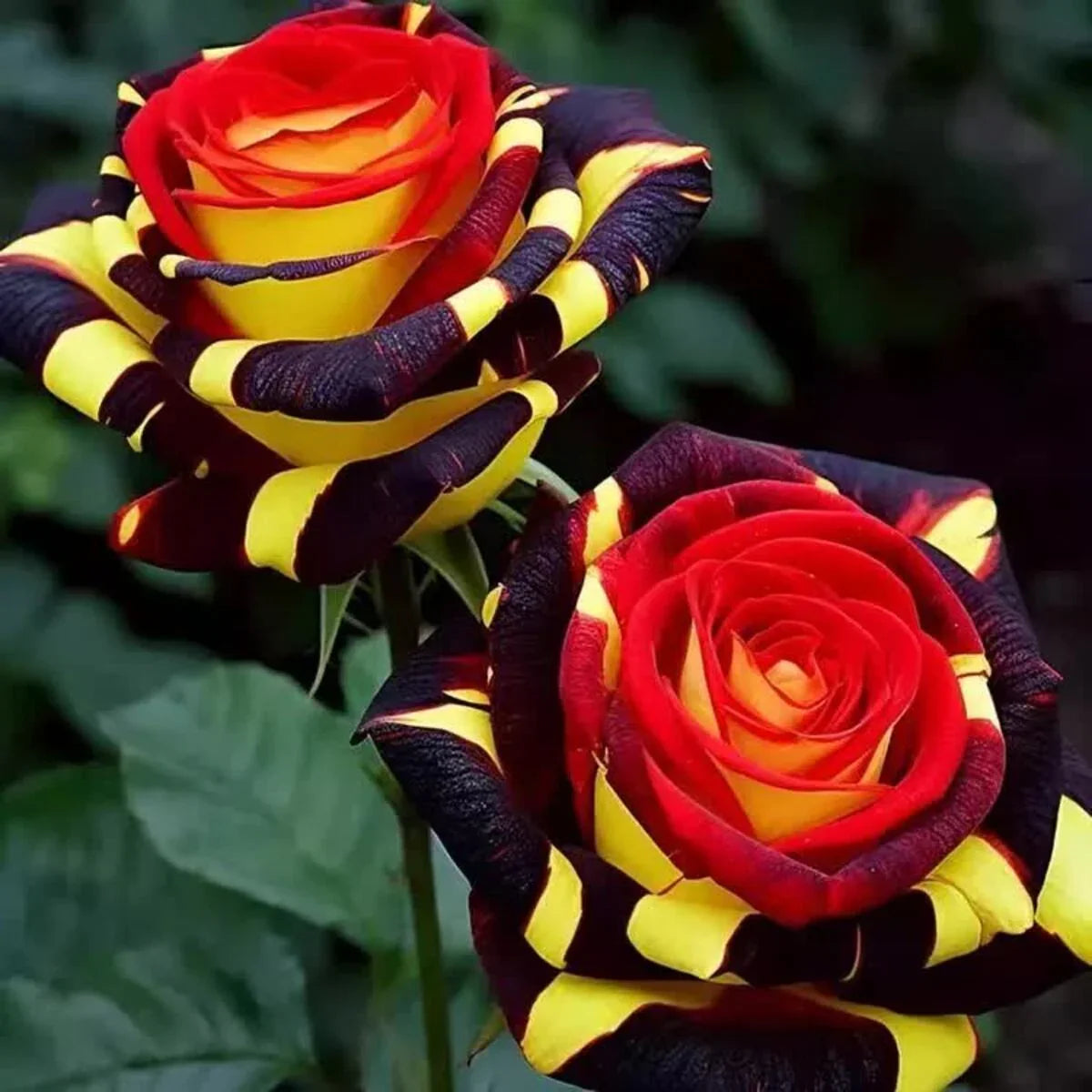 20 Rose Firebird Seeds - Seed World