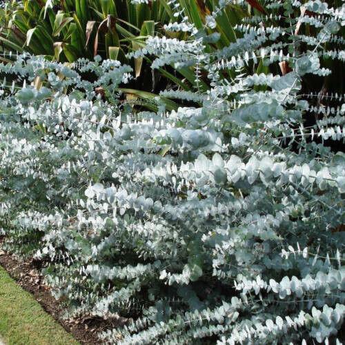 20 Silver Drop Eucalyptus Seeds - Seed World