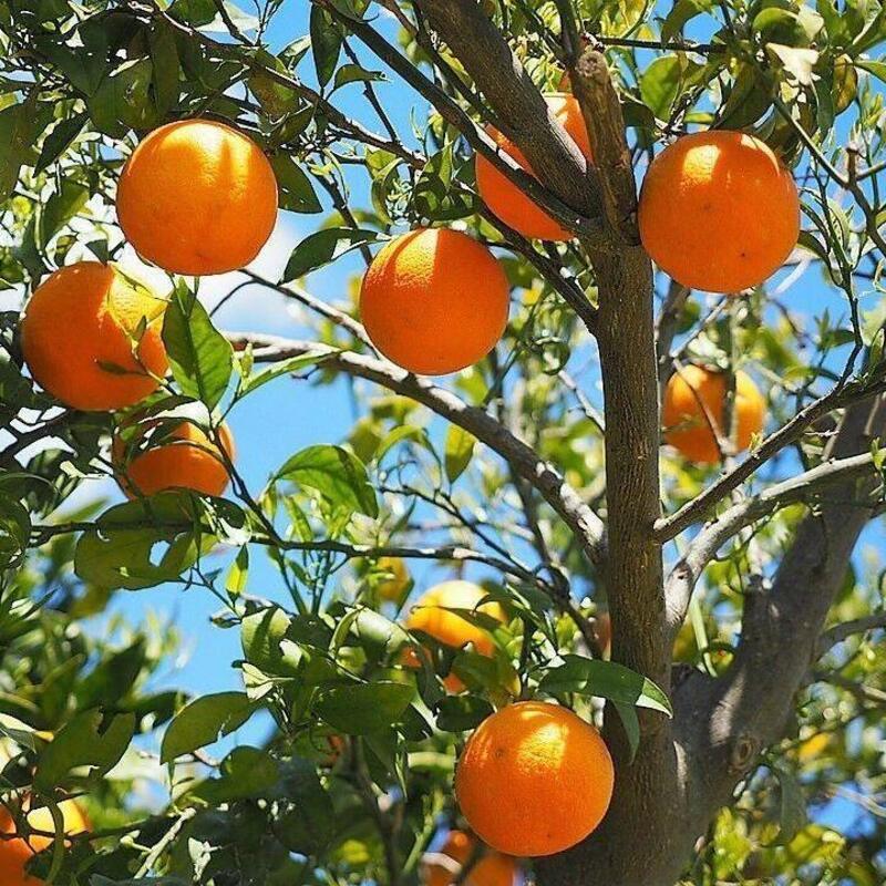 20 Tangerine - Mandarin Orange Citrus Fruit Tree Seeds - Seed World