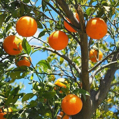 20 Tangerine - Mandarin Orange Citrus Fruit Tree Seeds