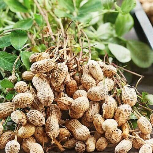 20 Tennessee Red Peanut Seeds - Seed World