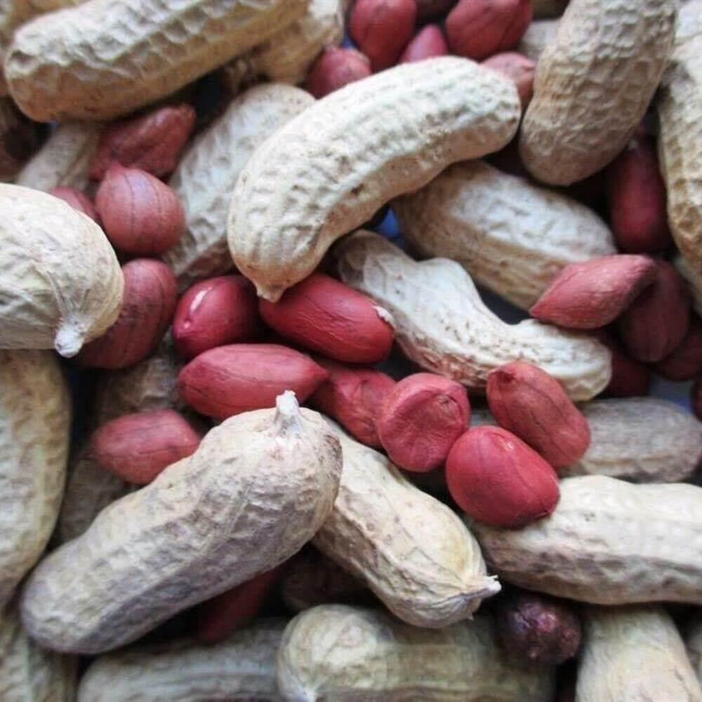 20 Tennessee Red Peanut Seeds - Seed World