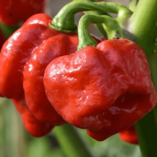 20 Trinidad Scorpion - Red Moruga Pepper Seeds - Seed World