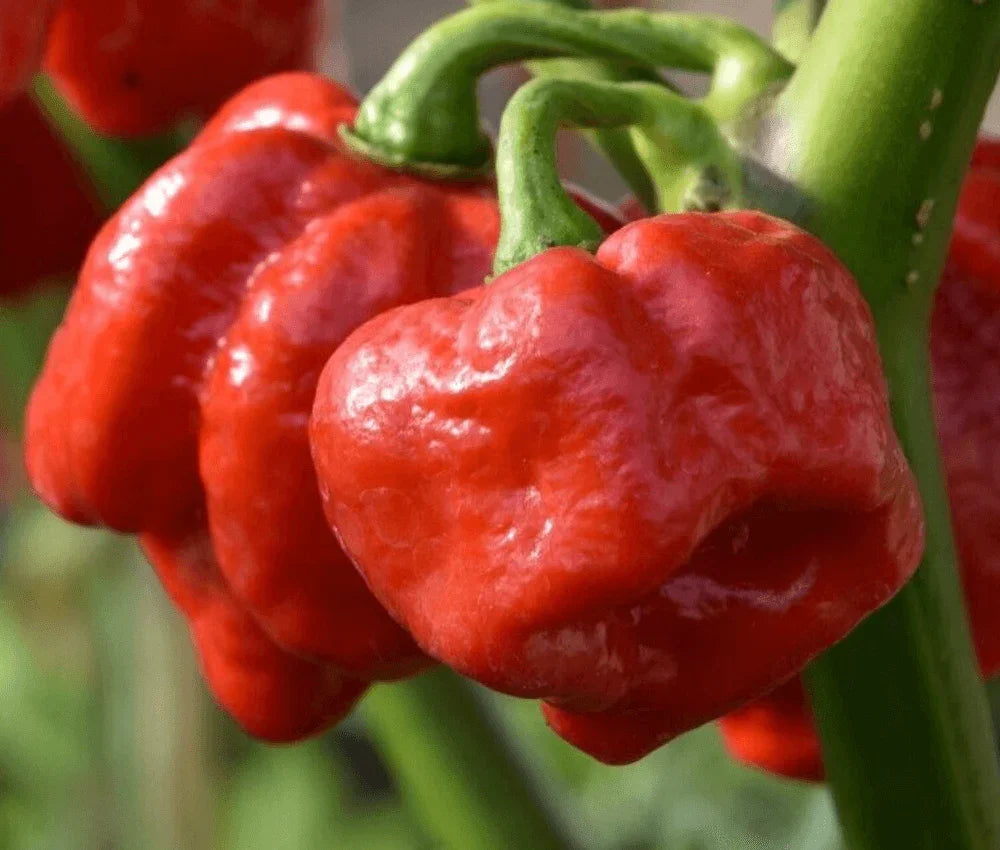 20 Trinidad Scorpion - Red Moruga Pepper Seeds - Seed World