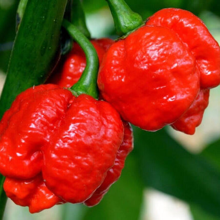 20 Trinidad Scorpion - Red Moruga Pepper Seeds - Seed World