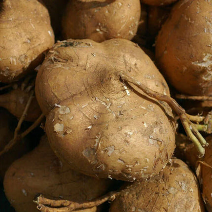 20 True Jicama Seeds | Mexican Yam Bean Turnip Potato - Seed World