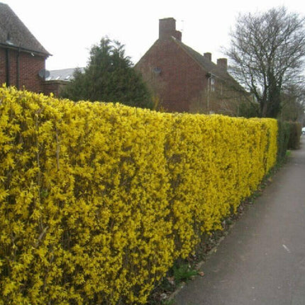 20 Weeping Forsythia Seeds - Seed World