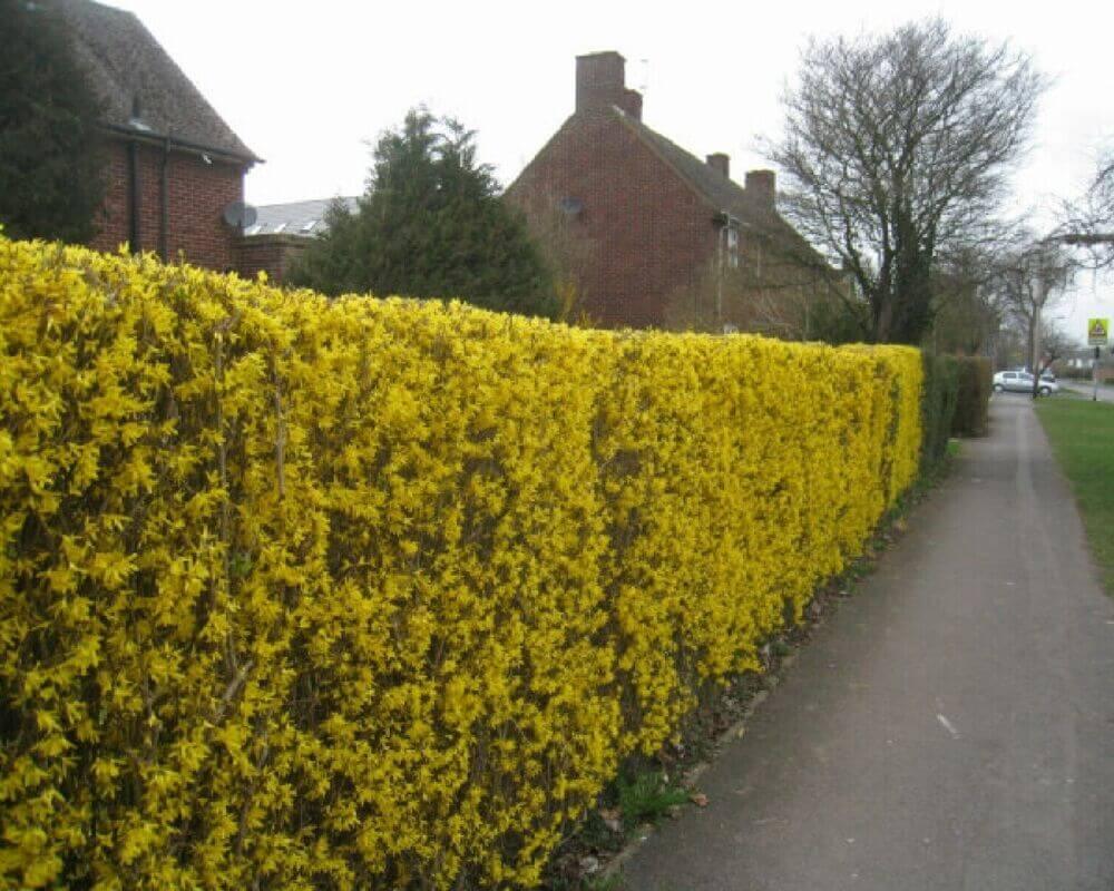 20 Weeping Forsythia Seeds - Seed World