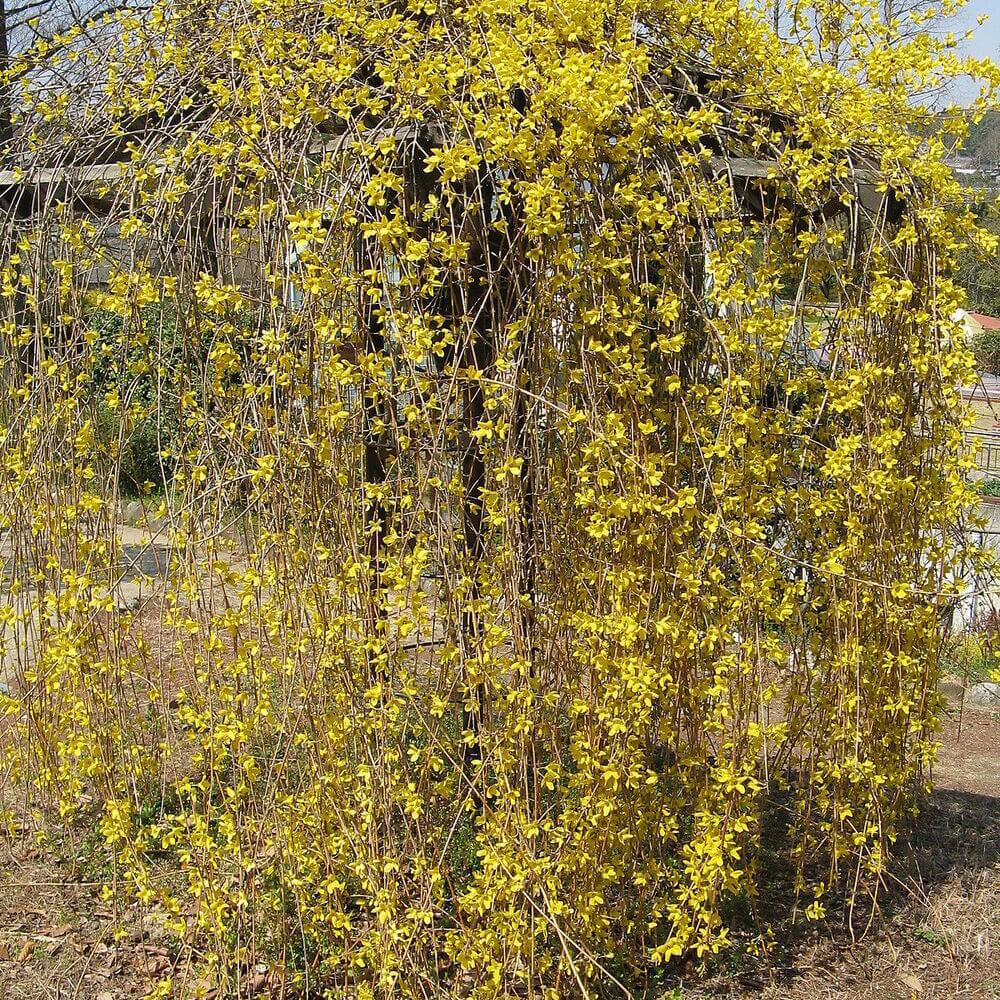 20 Weeping Forsythia Seeds - Seed World