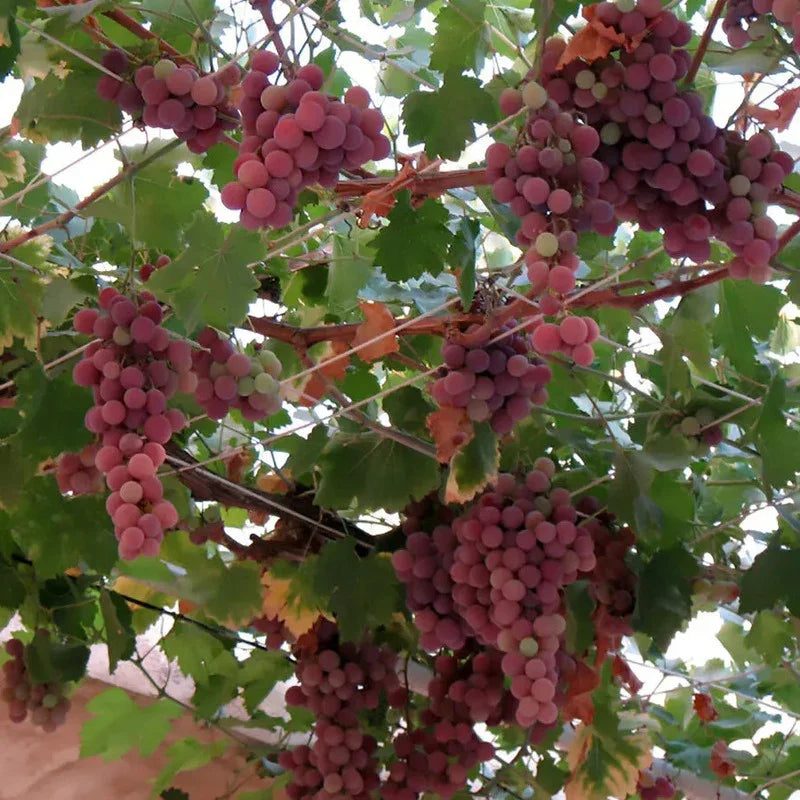 20 Wine Grape Vitis Vinifera Vine Seeds - Seed World