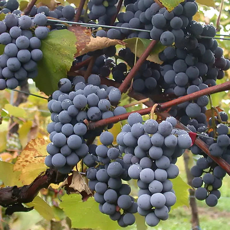 20 Wine Grape Vitis Vinifera Vine Seeds - Seed World