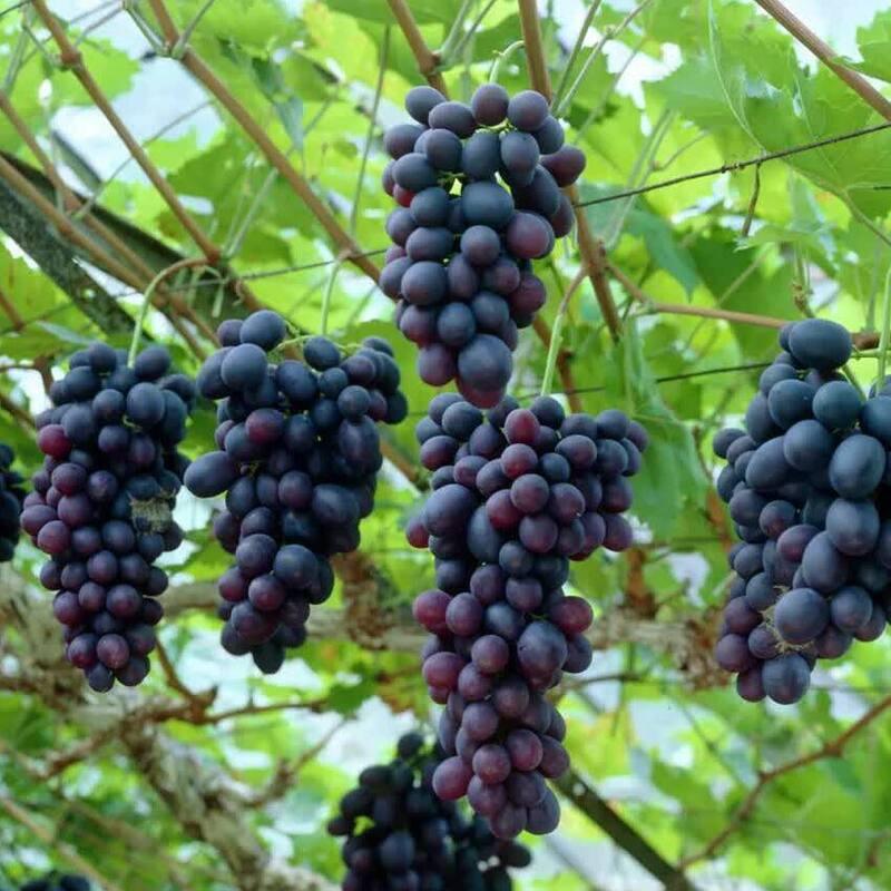 20 Wine Grape Vitis Vinifera Vine Seeds - Seed World