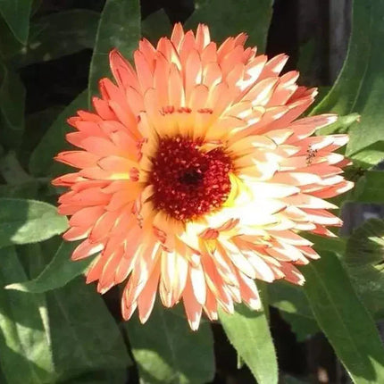20 Zeolights Calendula (Pot Marigold) Seeds - Seed World