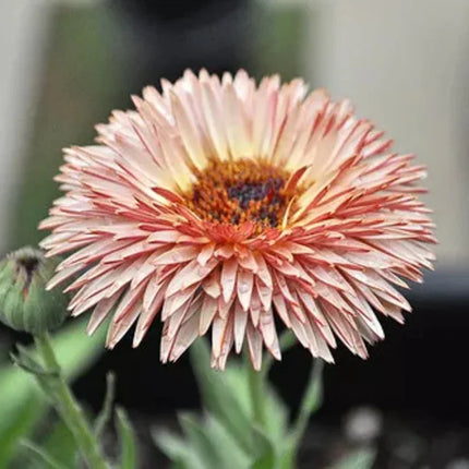20 Zeolights Calendula (Pot Marigold) Seeds - Seed World