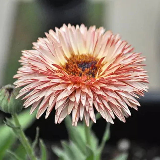 20 Zeolights Calendula (Pot Marigold) Seeds - Seed World