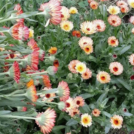 20 Zeolights Calendula (Pot Marigold) Seeds - Seed World