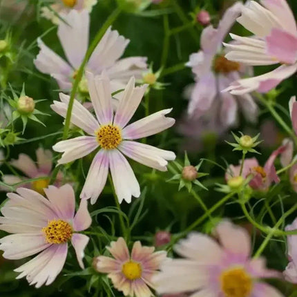 200 Apricot Lemonade Cosmos Seeds - Seed World