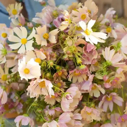 200 Apricot Lemonade Cosmos Seeds - Seed World