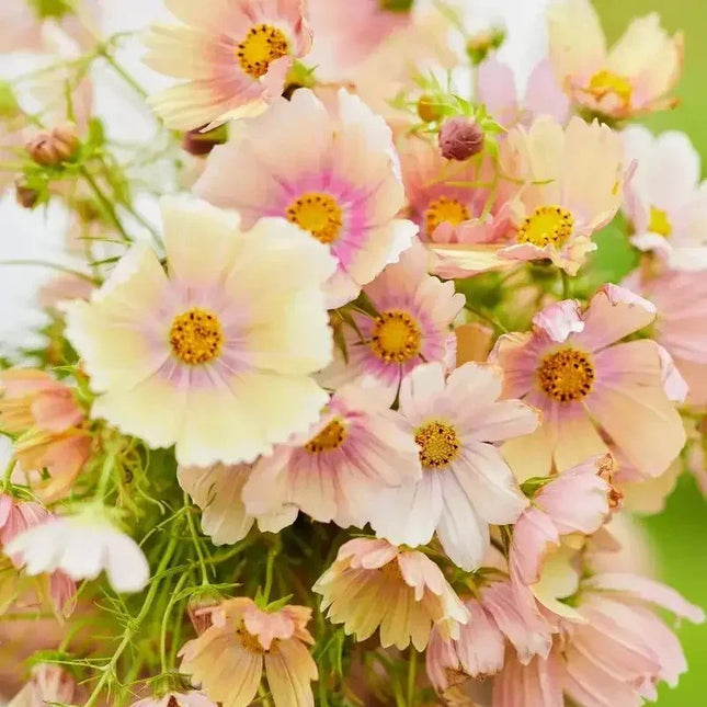 200 Apricot Lemonade Cosmos Seeds - Seed World