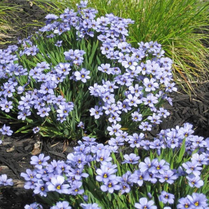 200 Blue-Eyed Grass Seeds - Seed World